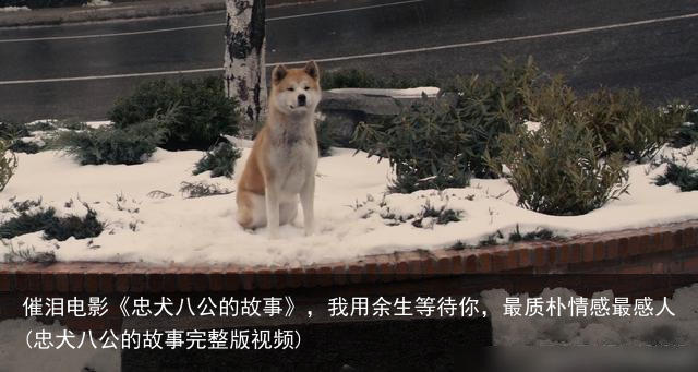 催泪电影《忠犬八公的故事》，我用余生等待你，最质朴情感最感人(忠犬八公的故事完整版视频)