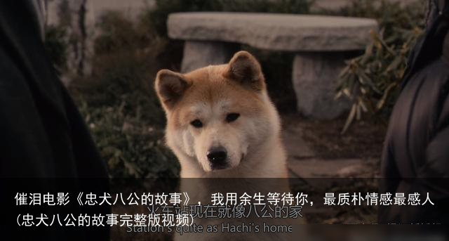 催泪电影《忠犬八公的故事》，我用余生等待你，最质朴情感最感人(忠犬八公的故事完整版视频)