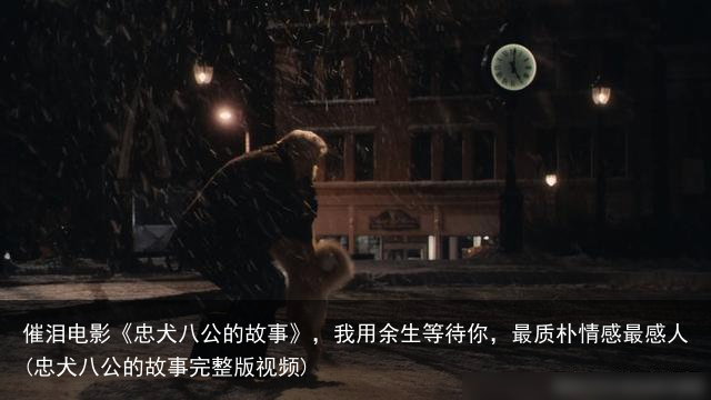催泪电影《忠犬八公的故事》，我用余生等待你，最质朴情感最感人(忠犬八公的故事完整版视频)