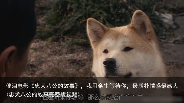 催泪电影《忠犬八公的故事》，我用余生等待你，最质朴情感最感人(忠犬八公的故事完整版视频)