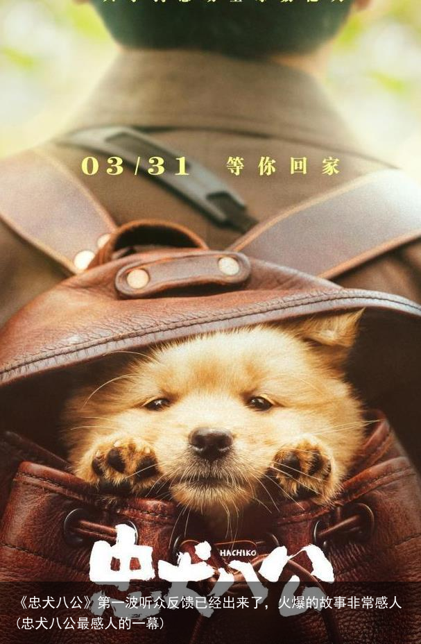 《忠犬八公》第一波听众反馈已经出来了，火爆的故事非常感人(忠犬八公最感人的一幕)