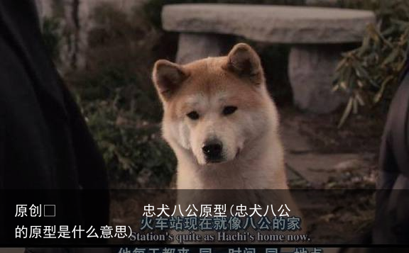 忠犬八公原型(忠犬八公的原型是什么意思)