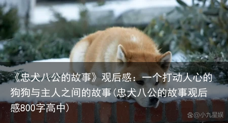 《忠犬八公的故事》观后感：一个打动人心的狗狗与主人之间的故事(忠犬八公的故事观后感800字高中)