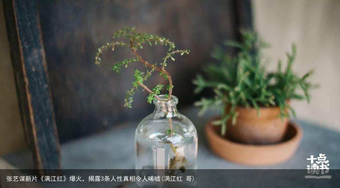 张艺谋新片《满江红》爆火，揭露3条人性真相令人唏嘘(满江红 哥)